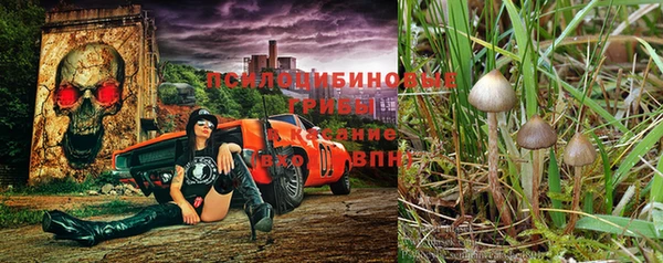 прущие грибы Лагань